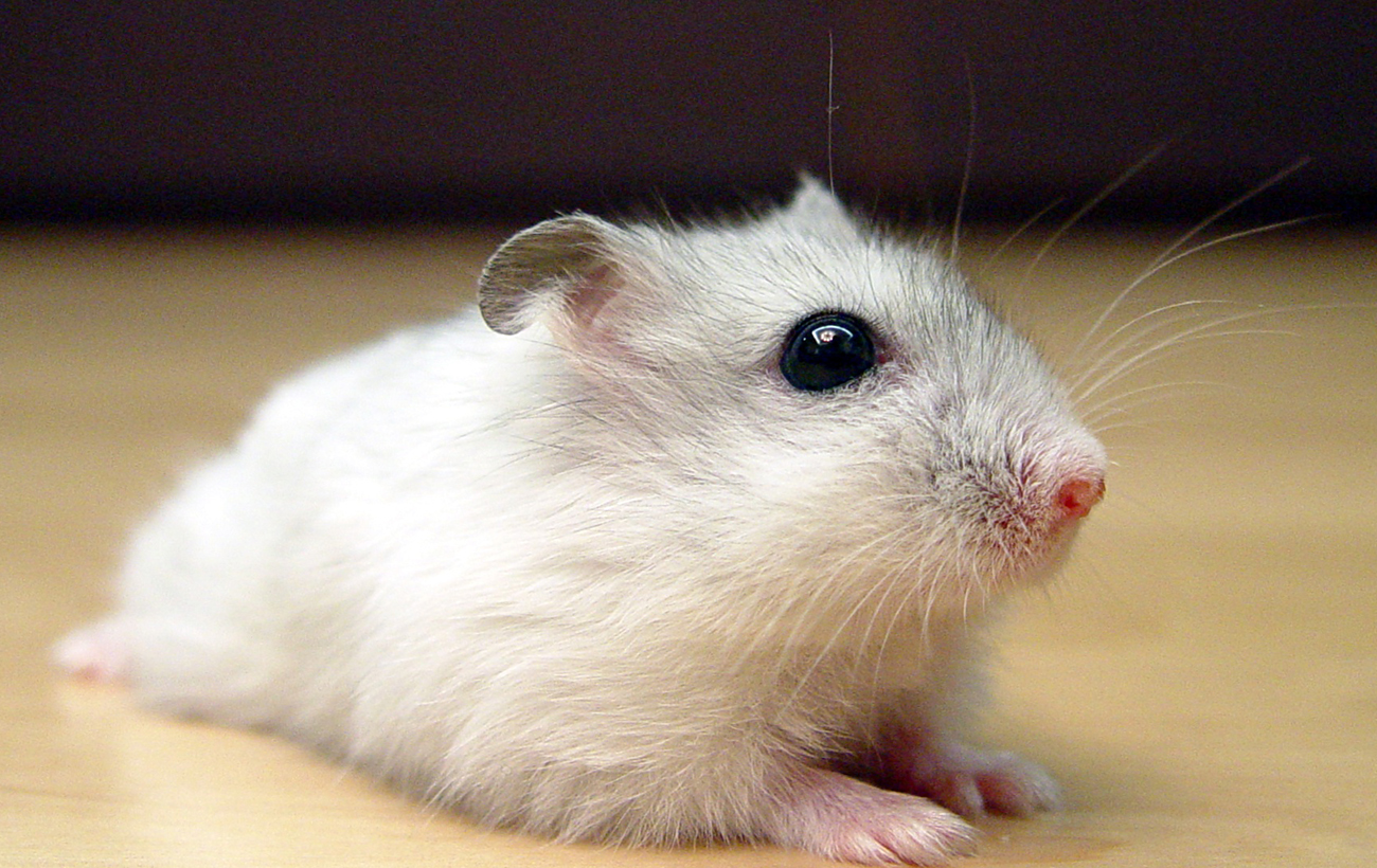 Не такие уж и милые хомяки: о чем следует знать будущему владельцу